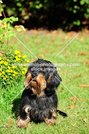 Wirehaired dachshund on grass