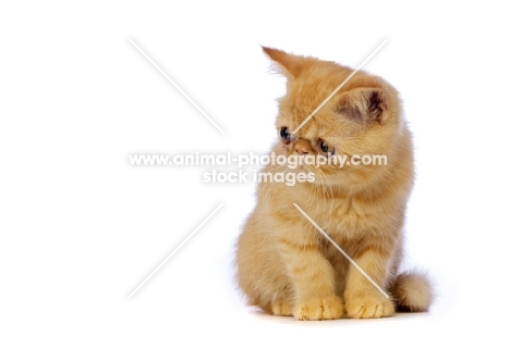 Exotic ginger kitten isolated on a white background