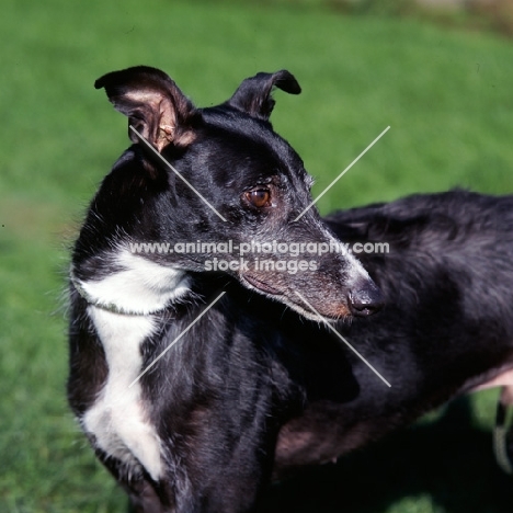 lurcher, x greyhound at dogs trust