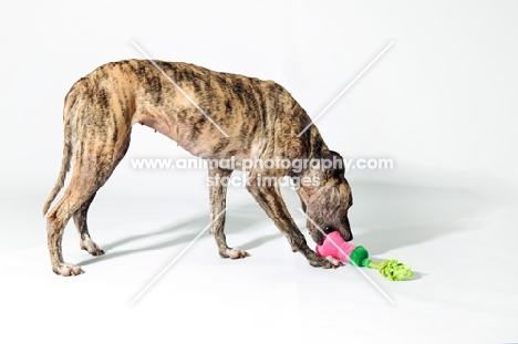 Greyhound mix breed in studio, playing with toys