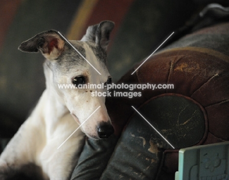 black and white dog on leather seat