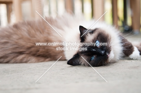 Ragdoll lying outdoors