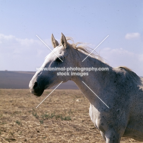tersk mare with brand on shoulder at stavropol stud, russia