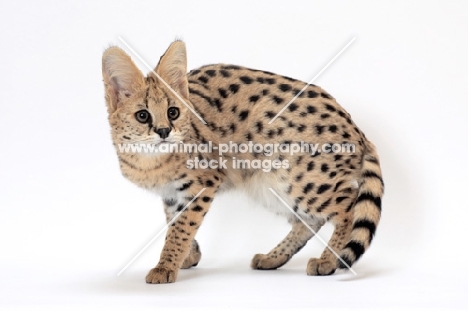 young serval cat walking on white background