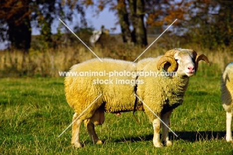 whitefaced woodland ram wearing ram harness