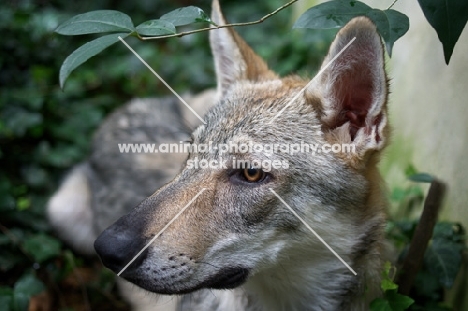 profile portrait of a five months old czechoslovakian wolfdog puppy resting under a tree