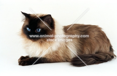 seal point Ragdoll lying on white background
