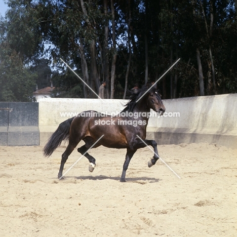 lusitano proud stallion trotting in enclosure in portugal