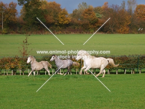 Welsh Mountain Pony (Section A) running