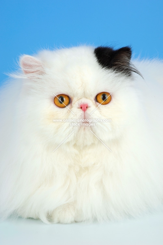 black and white persian cat, portrait