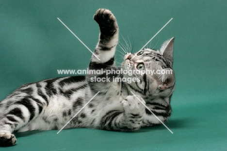 American Shorthair, one leg up, on green background
