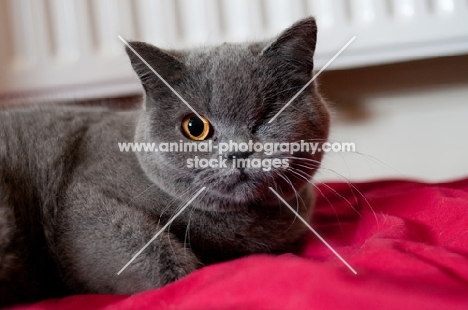 blue British Shorthair cat, one eye closed