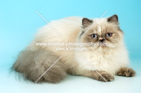 blue cream tabby colourpoint lying down. (Aka: Persian or Himalayan)