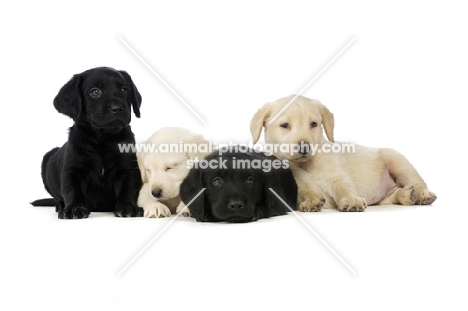 Sleepy Golden and Black Labrador Puppies lying, isolated on a white background