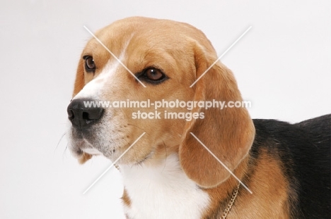American & Canadian Champion Beagle, portrait