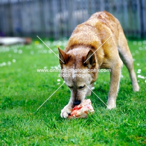 australian cattle dog eating a bone