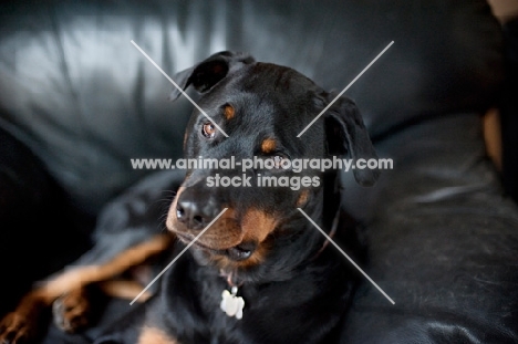 rottweiler on couch