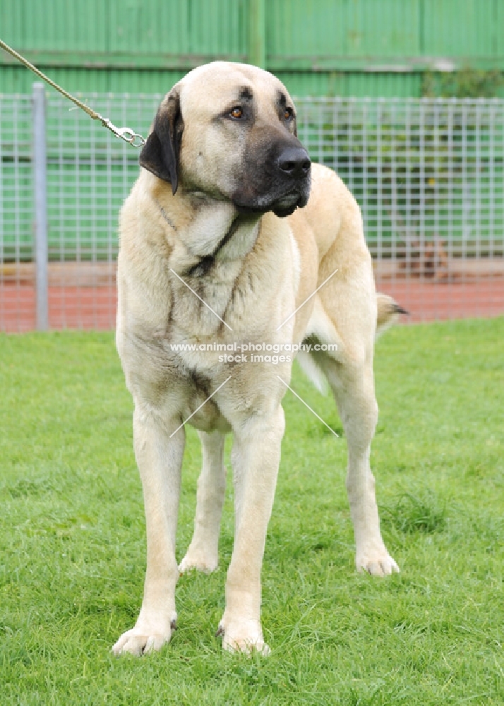 Australian Champion Fawn / Black Mask Kangal (closely related to the Anatolian Shepherd)