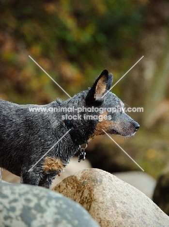 blue Australian Cattle Dog, profile