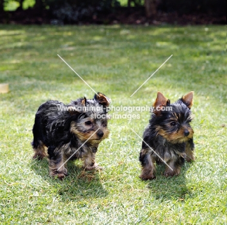 two yorkie puppies standing