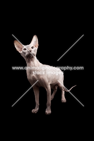 Peterbald on black background