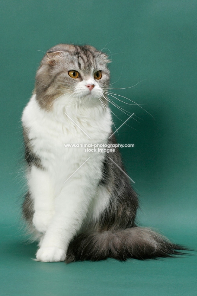 Silver Classic Tabby & White Scottish Fold Longhair
