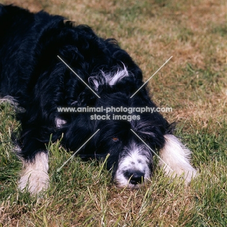 fed up cross bred dog, english springer spaniel x bearded collie, 