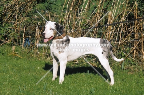 Louisiana Catahoula Leopard dog, double dilution merle colour