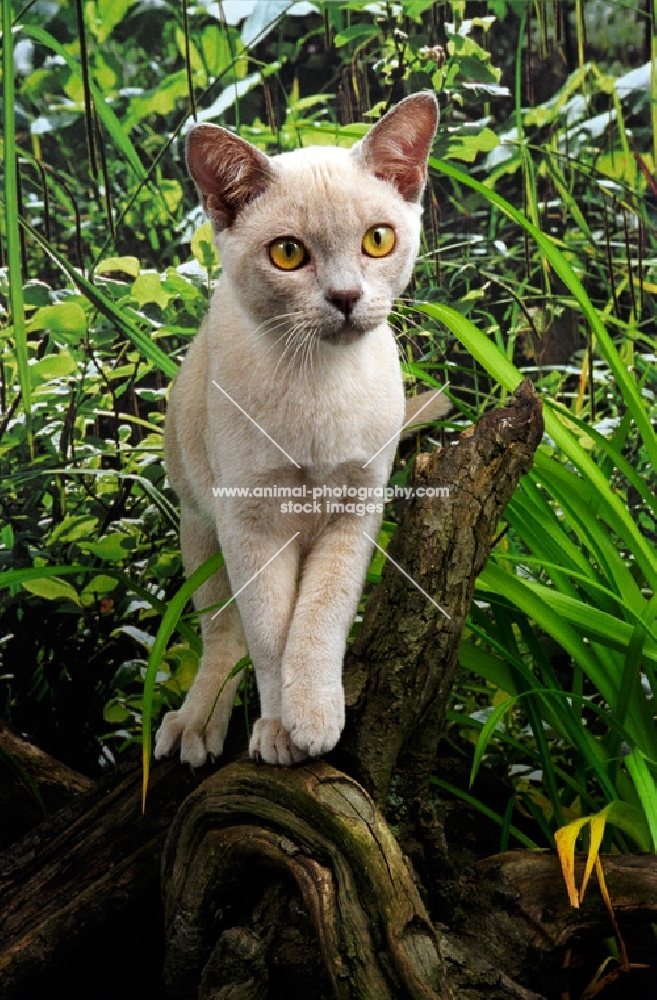 lilac Burmese cat