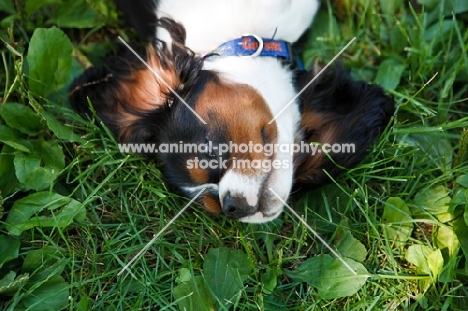 Cavalier King Charles Spaniel lying on back