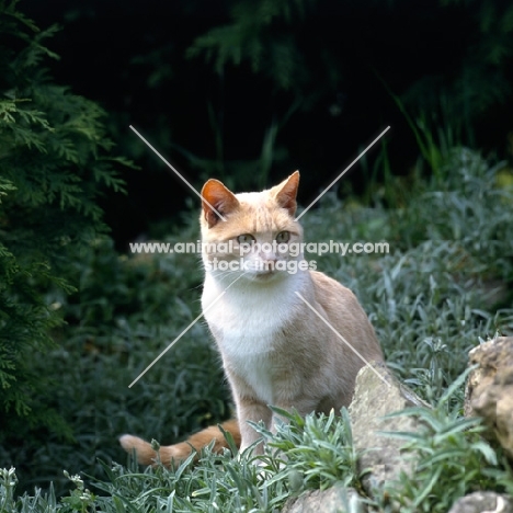 pretty cat in garden