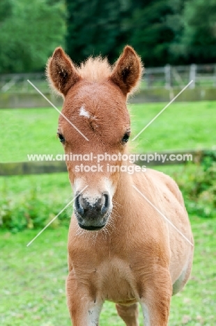 one falabella foal in green field