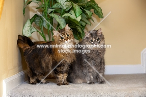 two Domestic Longhair cats at home