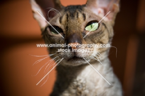 Cornish Rex