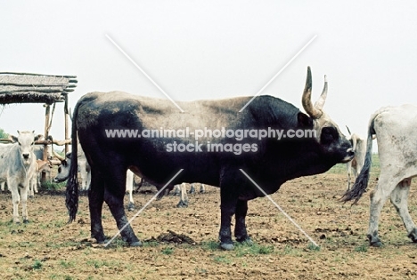 hungarian grey bull in hungary