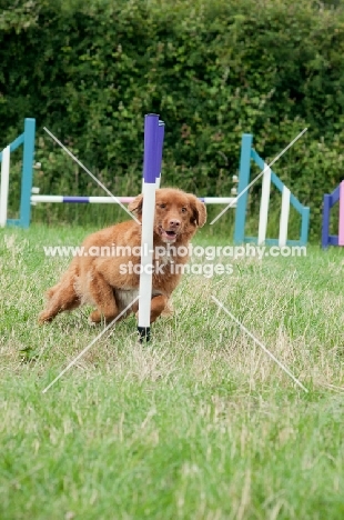 Nova Scotia Duck Tolling Retriever 