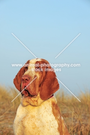 Bracco Italiano (Italian Pointing Dog) portrait