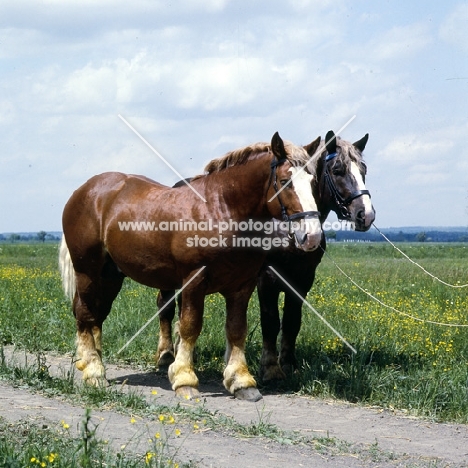 two murakozi horses in hungary, 5734 szentegát-7, 