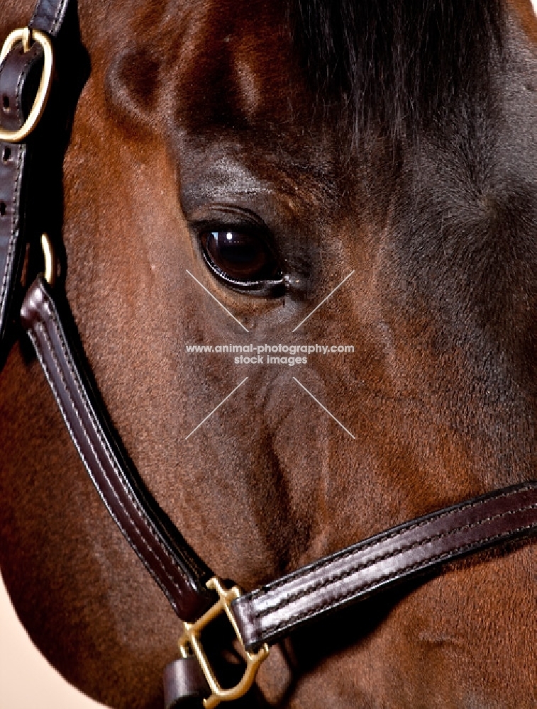 Close up head shot of bay Quarter horse