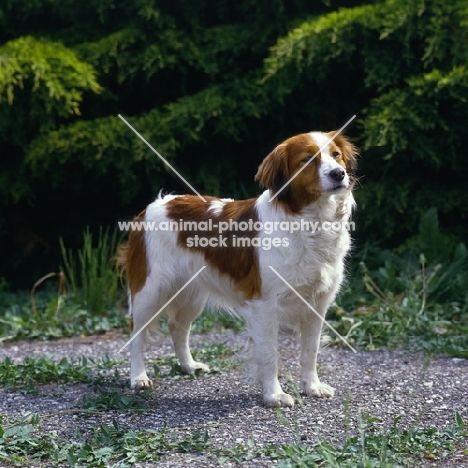 kooikerhondje looking up