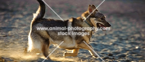 Swedish Vallhund running in sand