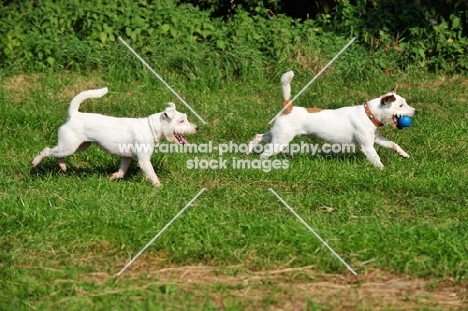 two Parson Russell Terriers