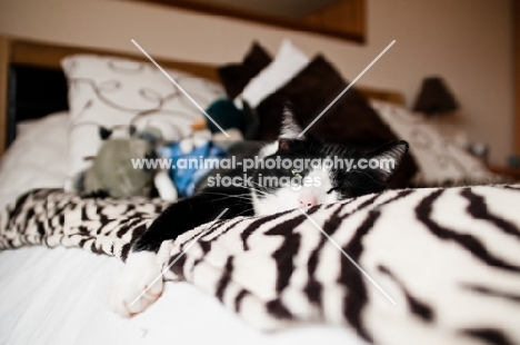 bi-coloured short haired cat in bedroom