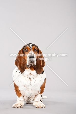 Basset Hound on grey background