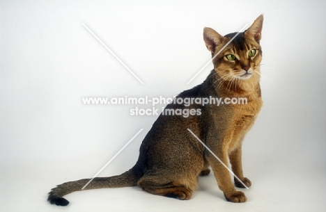 abyssinian sitting on white background