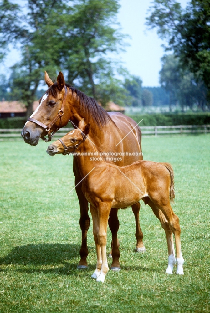 thoroughbred mare & foal at snailwell, newmarket