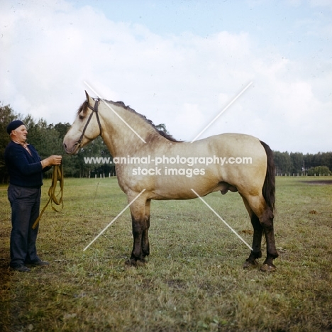 zhmud stallion with handler