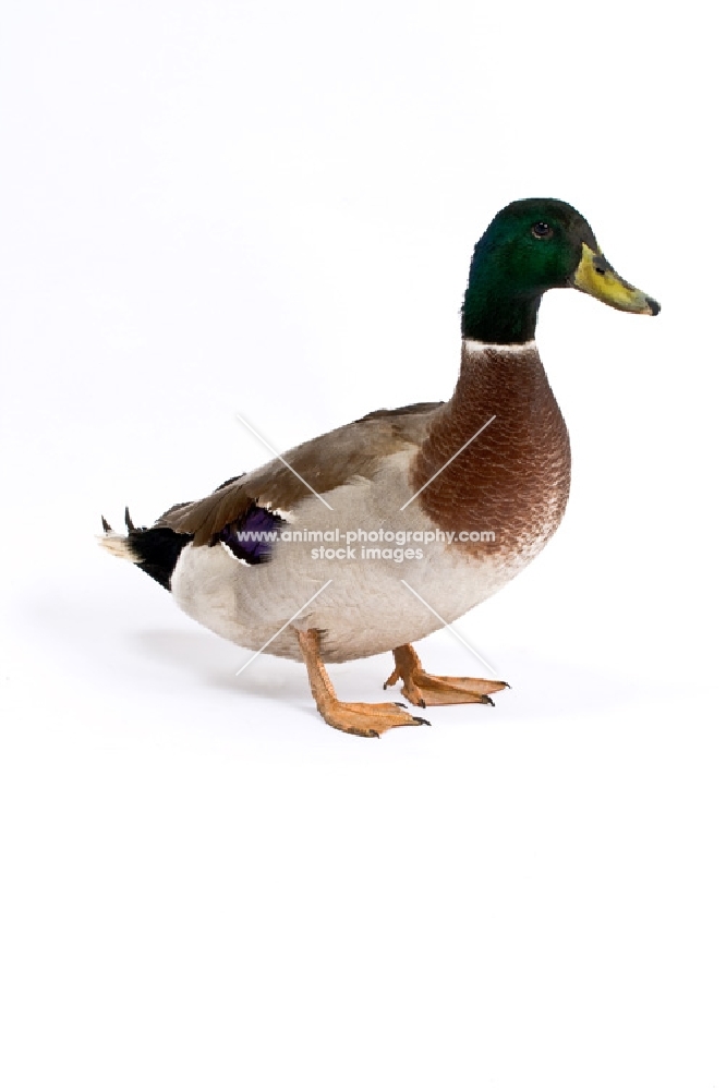 Standing Mallard Drake