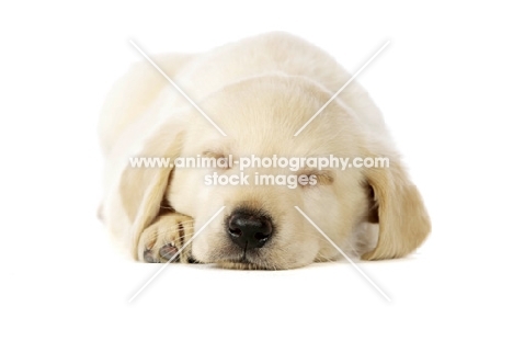 Golden Labrador Puppy lying asleep isolated on a white background