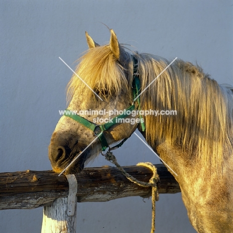 Camarge pony in late evening light head and shoulders 